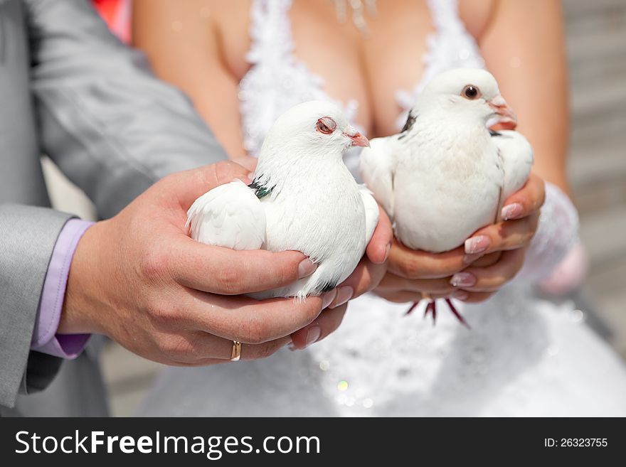 Pigeons in hands of the groom and the bride