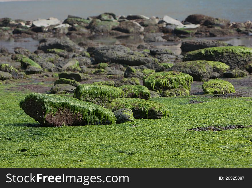 English, rocky beach at low tide. English, rocky beach at low tide