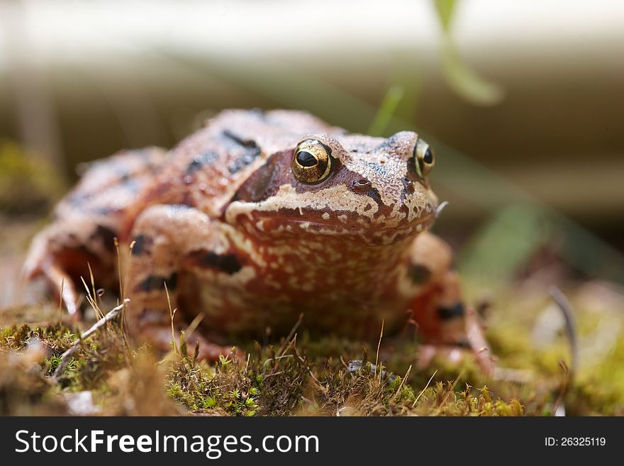 Common brown English toad frog. Common brown English toad frog