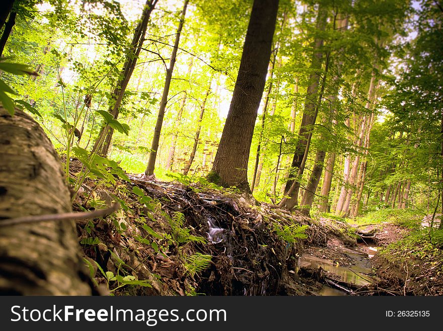 Beautiful Green Pine Forest in Europe