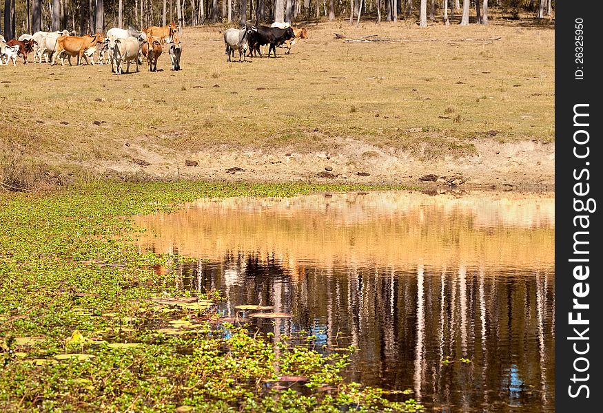 Cows in background heading to a dam with reflections of gum trees and water plants and lily pods in cattle country. Cows in background heading to a dam with reflections of gum trees and water plants and lily pods in cattle country