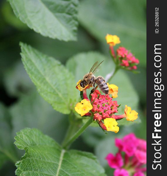 Close up of a honey bee on a flower.