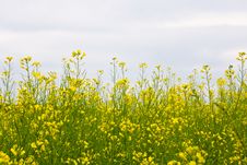 Oilseed Rape Field Stock Photo Oilseed Rape Field Stock Photo