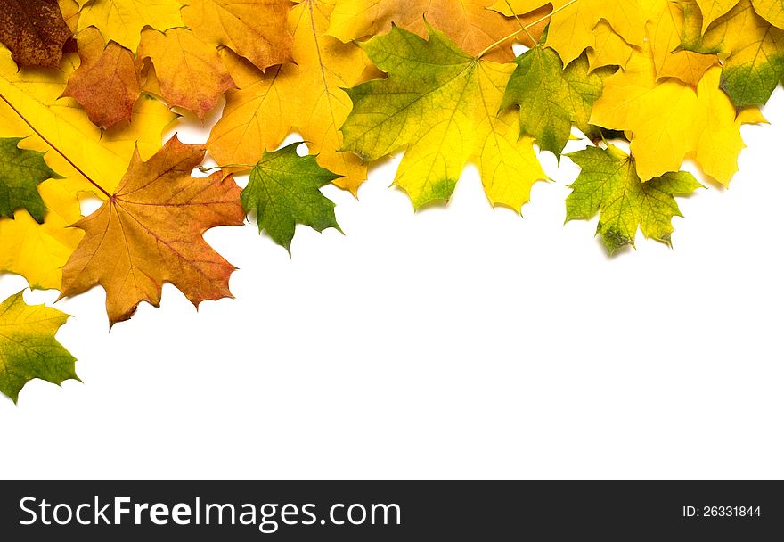 Autumn leafs on white background. Autumn leafs on white background