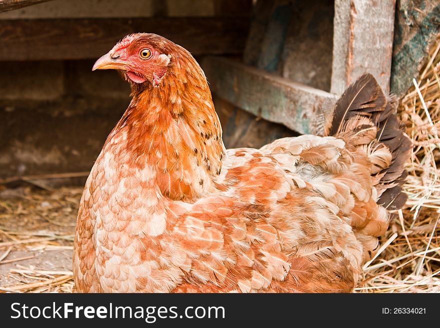 Chicken sitting on the ground