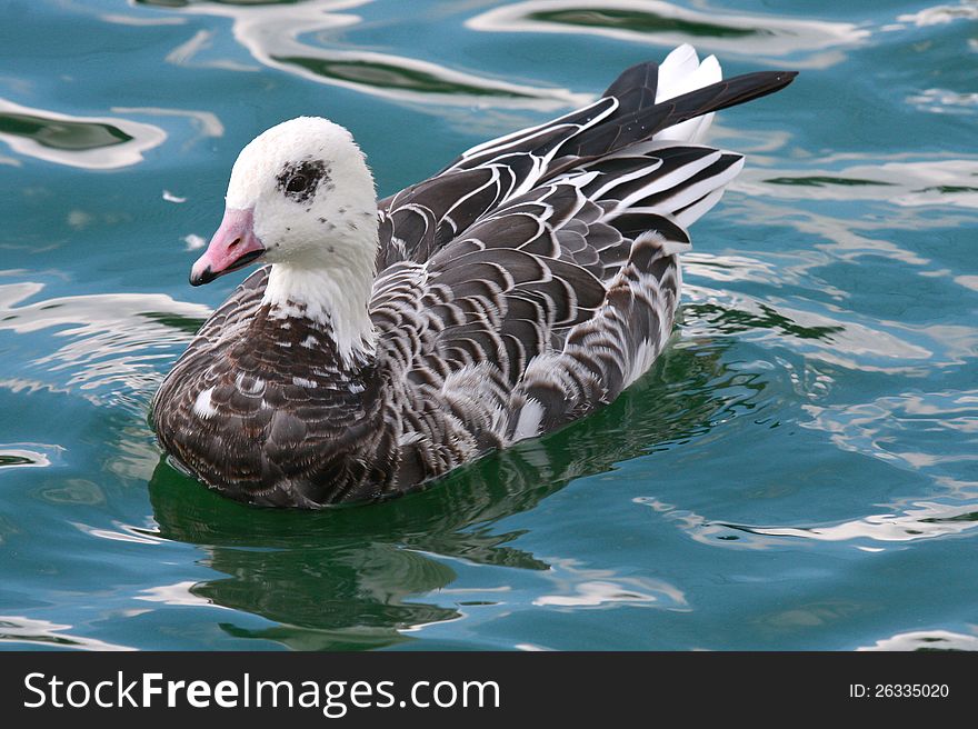 The Blue Ross's Goose (Chen rossii or Anser rossii) is a rare morph of the Ross's Goose which is normally a white bird. This migratory goose breeds in the arctic tundra and spends the winter in the American southwest and northern Mexico. The Blue Ross's Goose (Chen rossii or Anser rossii) is a rare morph of the Ross's Goose which is normally a white bird. This migratory goose breeds in the arctic tundra and spends the winter in the American southwest and northern Mexico.