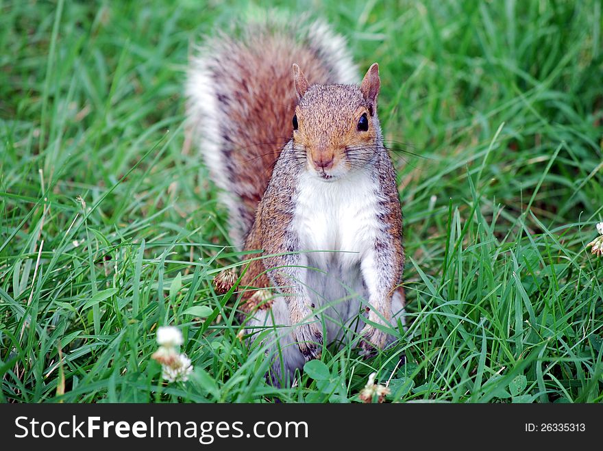 Squirrels belong to a large family of small or medium-sized rodents