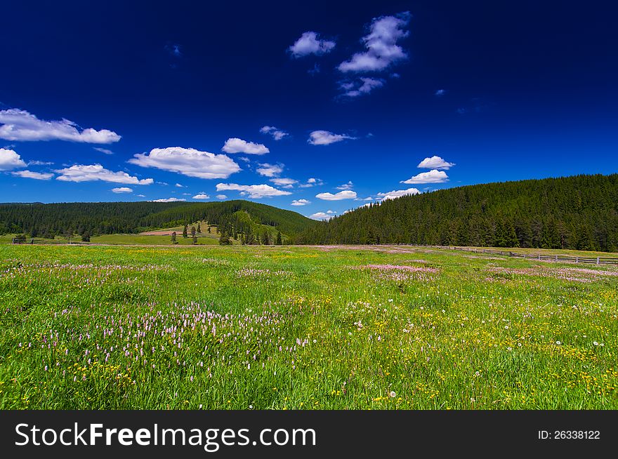 Pink wild flowers in a meadow, profiled on beautiful sky with white clouds. Pink wild flowers in a meadow, profiled on beautiful sky with white clouds