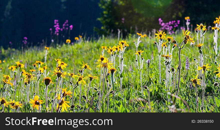 Wild yellow flowers in bright sun light