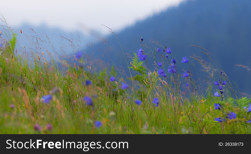 Wild carpathian bellflower Campanula carpatica in a forest meadow in summer in the mountains