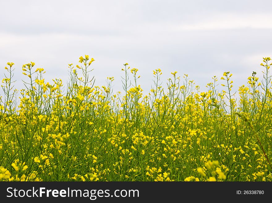 Yellow oilseed rape field background