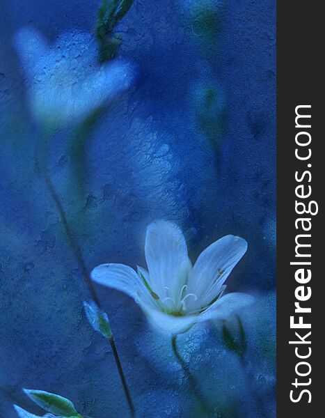 Beautiful Nature Background.Abstract Wallpaper.Celebration, Love.Holidays.Summer Flowers.Art Design.Spring Flower.Blue Color