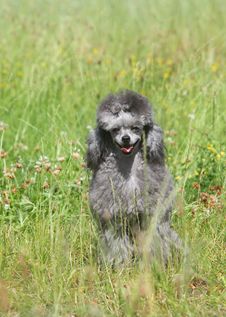 Toy Poodle On Green Grass Royalty Free Stock Images