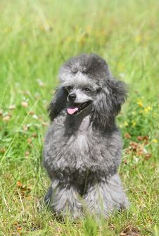 Toy Poodle On Green Grass. Stock Photo