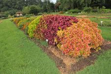 Garden Royalty Free Stock Image Garden Royalty Free Stock Image