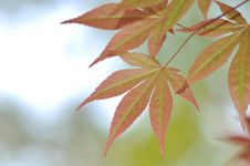Maple Royalty Free Stock Photography Maple Royalty Free Stock Photography