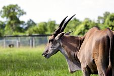 Nothing Common About This Common Eland Stock Photos