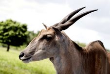Nothing Common About This Common Eland Royalty Free Stock Photos Nothing Common About This Common Eland Royalty Free Stock Photos