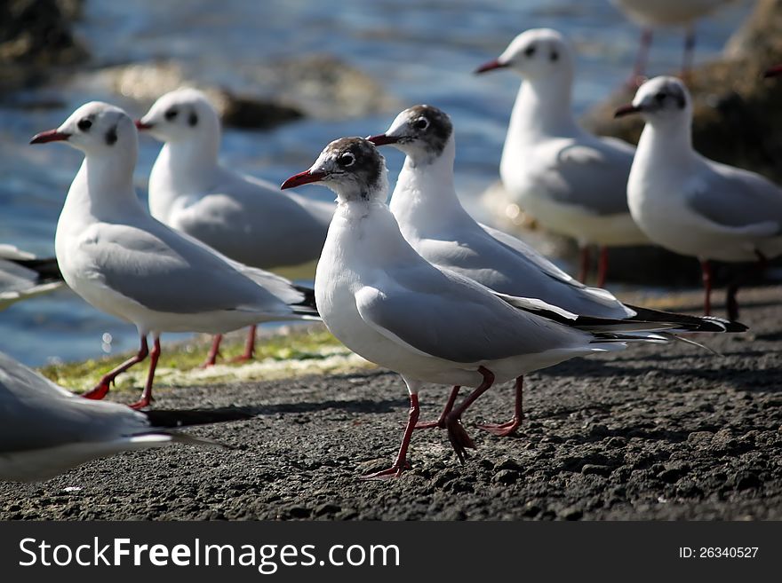 This is photo of seagulls