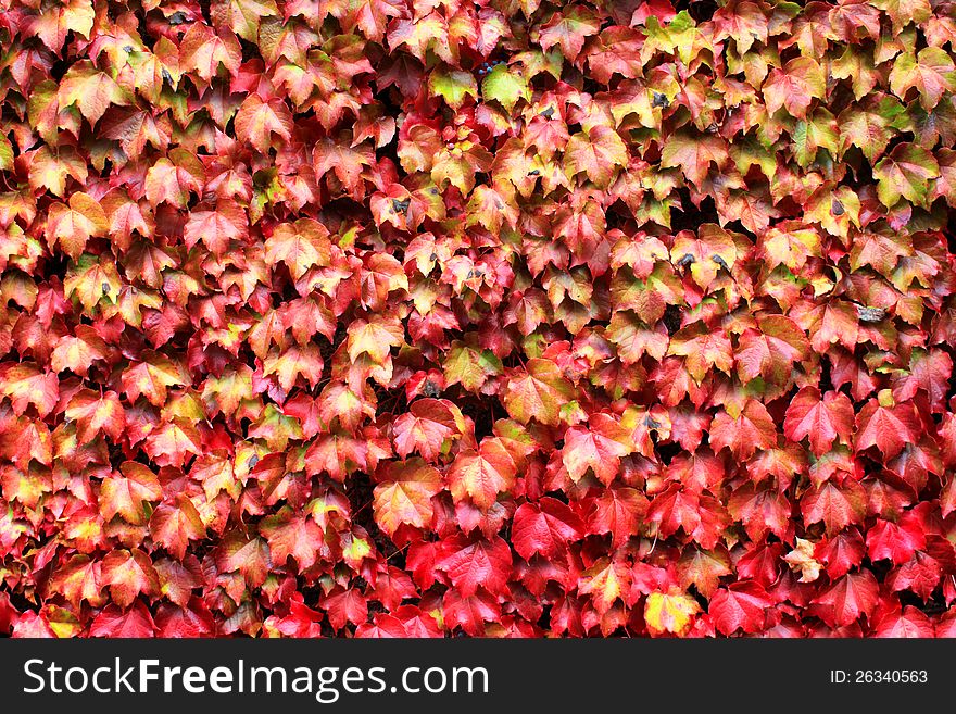 Photo of autumn leaves background