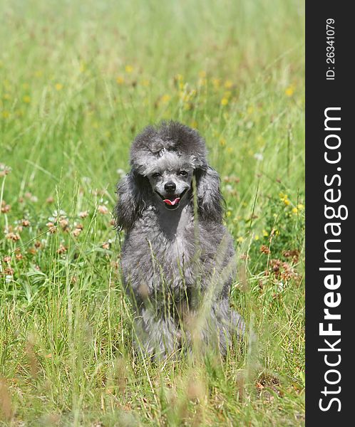 Grey toy poodle sitting on green grass. Outdoor shoot. Grey toy poodle sitting on green grass. Outdoor shoot