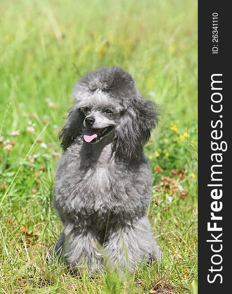 Toy poodle sitting on green grass. Toy poodle sitting on green grass.