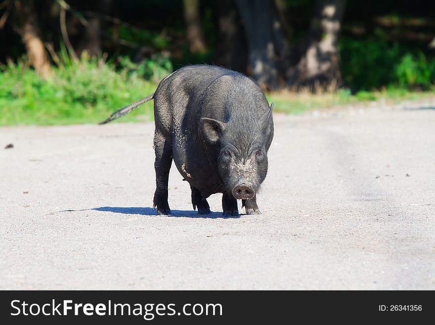 Black Pig On Village Yard