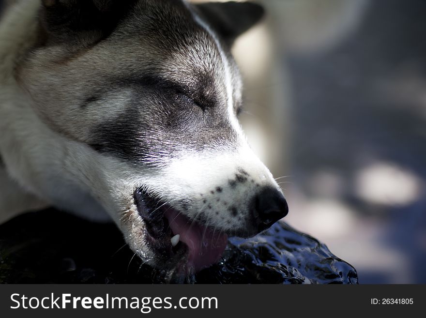 Akita animal drinking water in summer season. Akita animal drinking water in summer season