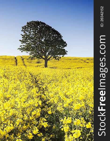 Rape seed Farm field located near Maryport in Cumbria for bio fuel purposes. Rape seed Farm field located near Maryport in Cumbria for bio fuel purposes