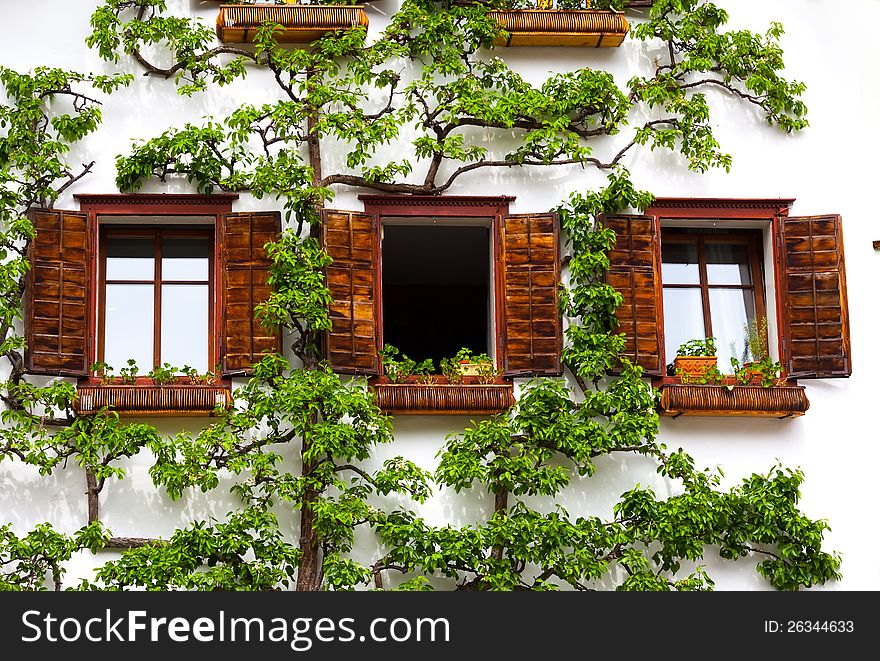 Windows on a white  wall and tree