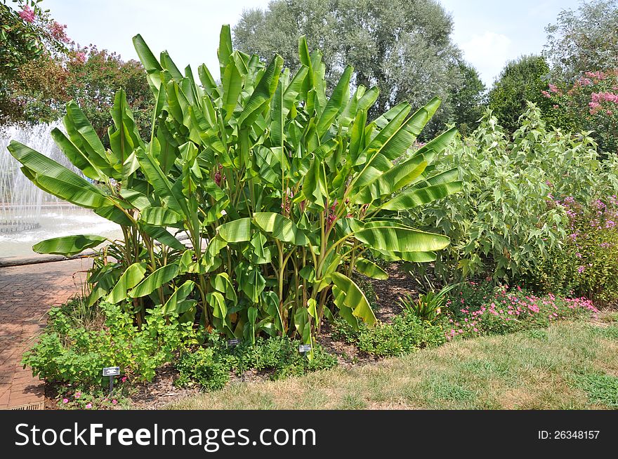Bunch of banana trees in a garden. Bunch of banana trees in a garden