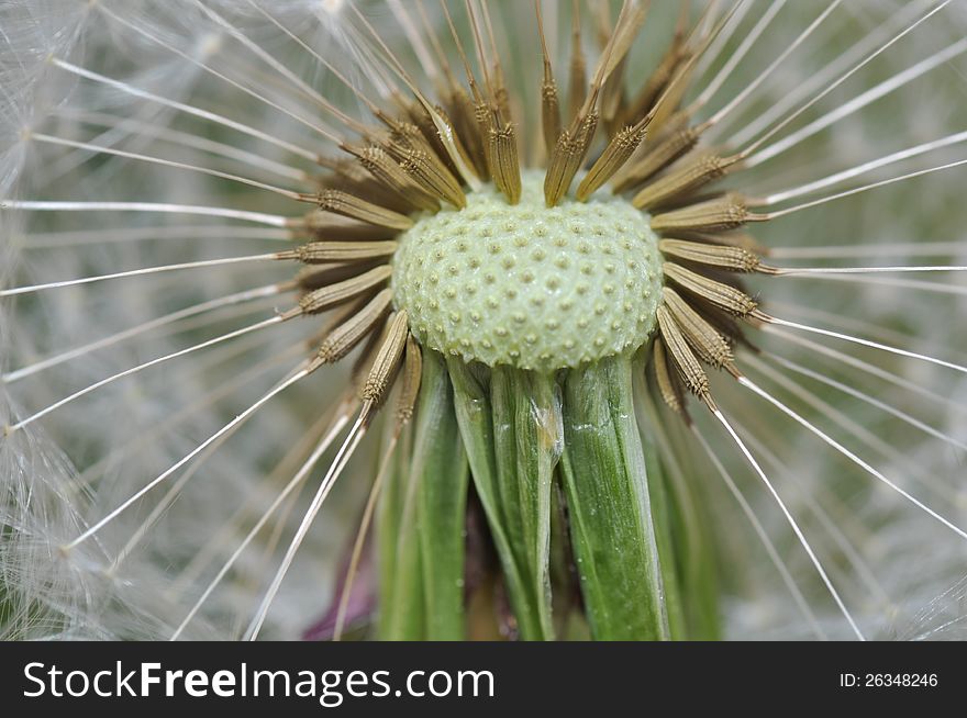 A closeup view of dandelion flower