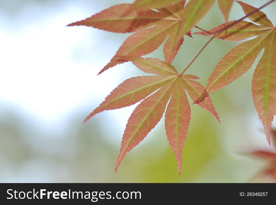 Japanese maple leaf closeup picture