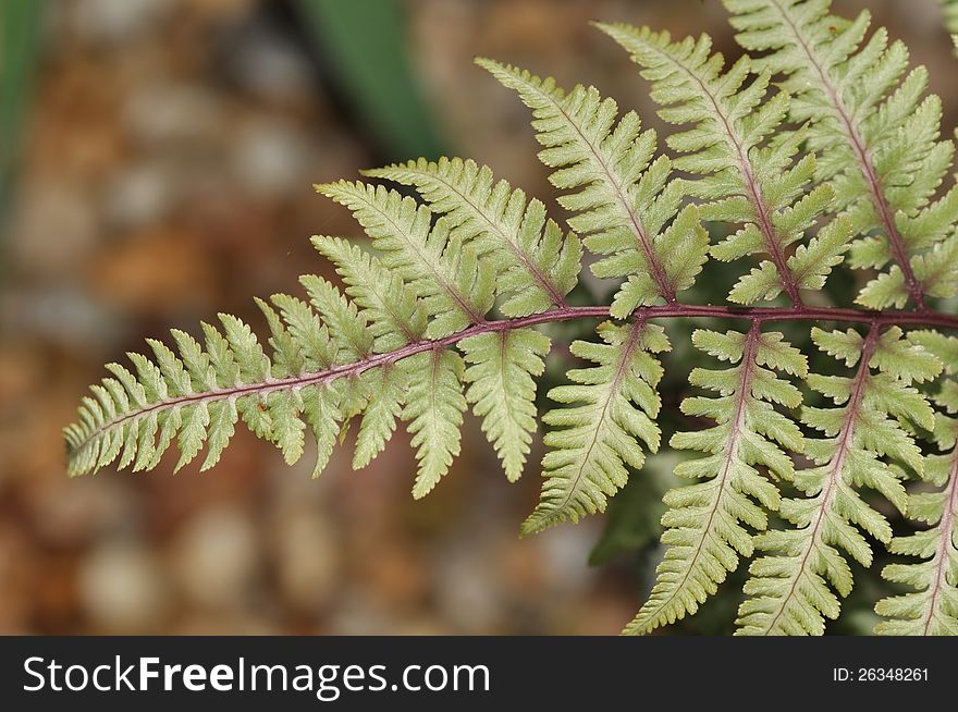 A single branch of fern