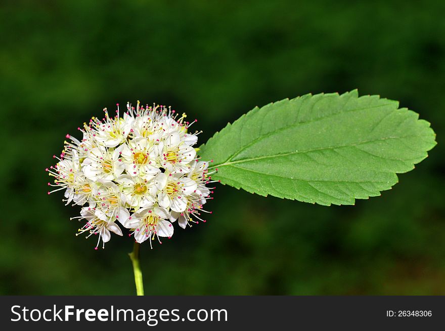 An environmental concept with a single cherry flower bunch and a single leaf. An environmental concept with a single cherry flower bunch and a single leaf