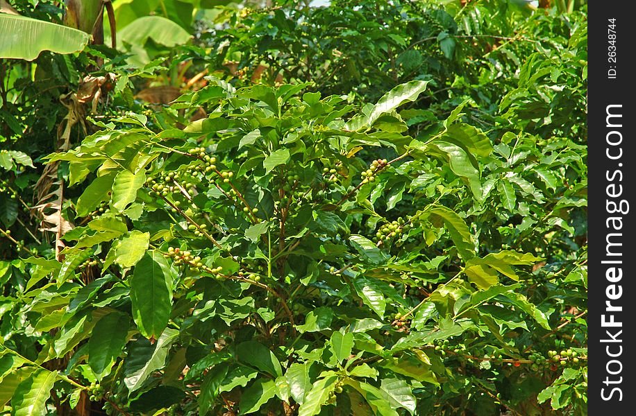 Coffee plants bearing immature fruit on a small farm in Costa Rica.