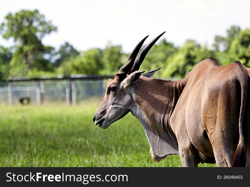 Common Eland (Taurotragus oryx) shown in profile. Picture shows the antelope's head and horns against a backdrop reminiscent of the African plains. Common Eland (Taurotragus oryx) shown in profile. Picture shows the antelope's head and horns against a backdrop reminiscent of the African plains.