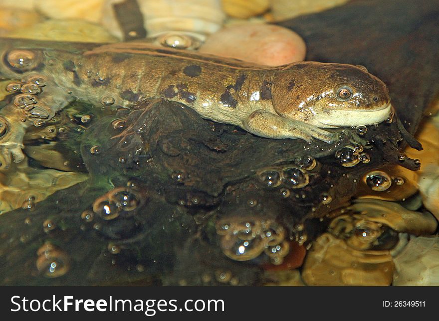 Water Lizard Surrounded By Water Bubbles. Water Lizard Surrounded By Water Bubbles