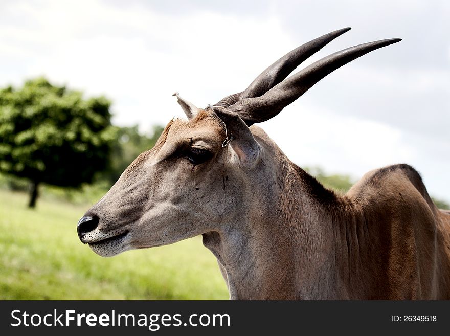 Common Eland (Taurotragus oryx) shown in profile. Picture shows the antelope's head and horns against a backdrop reminiscent of the African plains. Common Eland (Taurotragus oryx) shown in profile. Picture shows the antelope's head and horns against a backdrop reminiscent of the African plains.