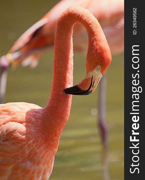 Image of a flamingo preening his feathers. The bird is standing on two legs with its beak buried in its feathers.