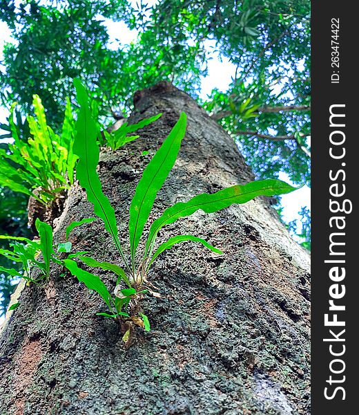 low view of jungle tree microsorum attached to a tree trunk