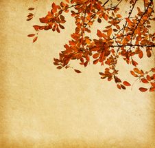 Cherry Plum Stock Photo Cherry Plum Stock Photo