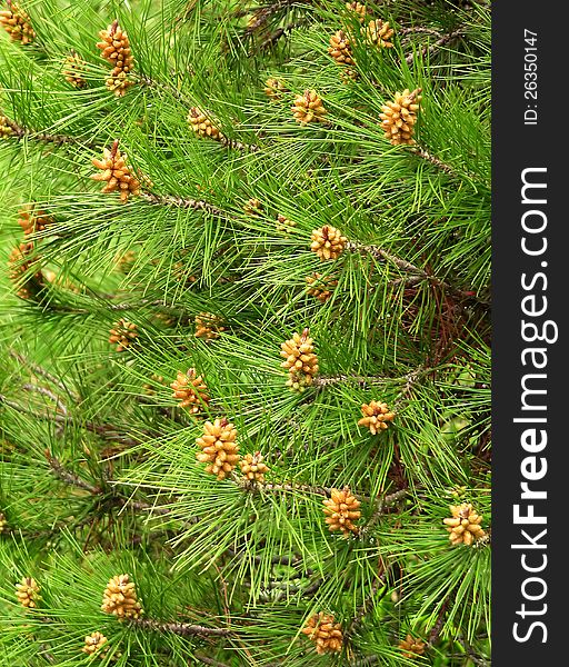 Young green needles of a pine with kidneys and new cones in the coniferous wood. Young green needles of a pine with kidneys and new cones in the coniferous wood