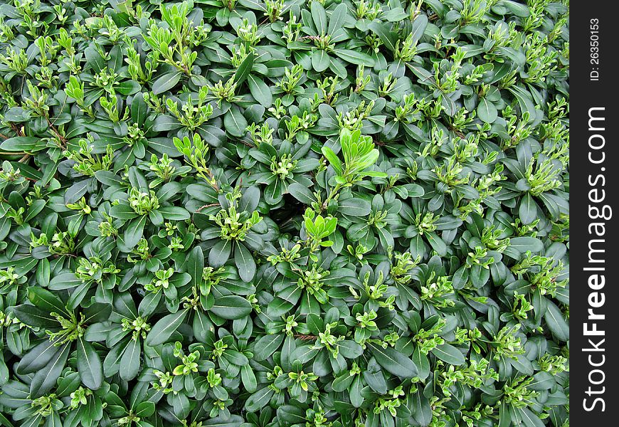 Green leaves and young escapes of a decorative bush in a garden in the spring