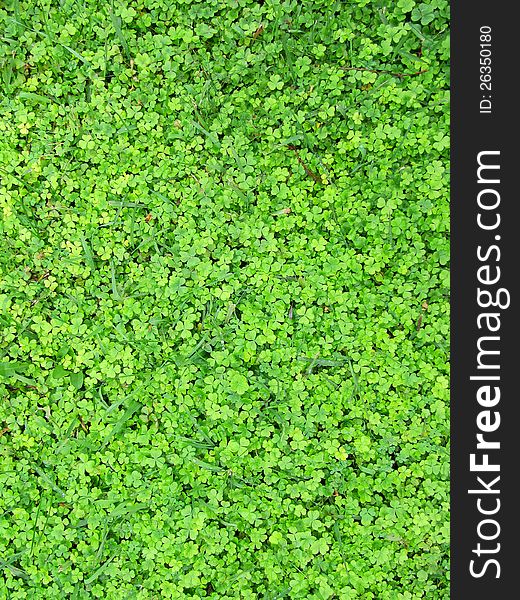 Carpet From Green Leaves Of A Shamrock