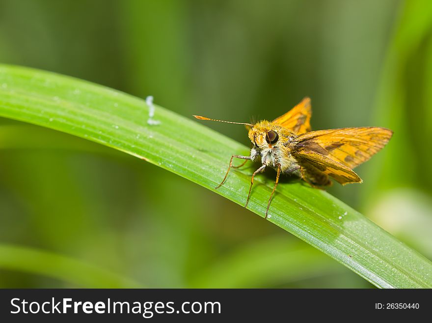 Large skipper butterfly on grass