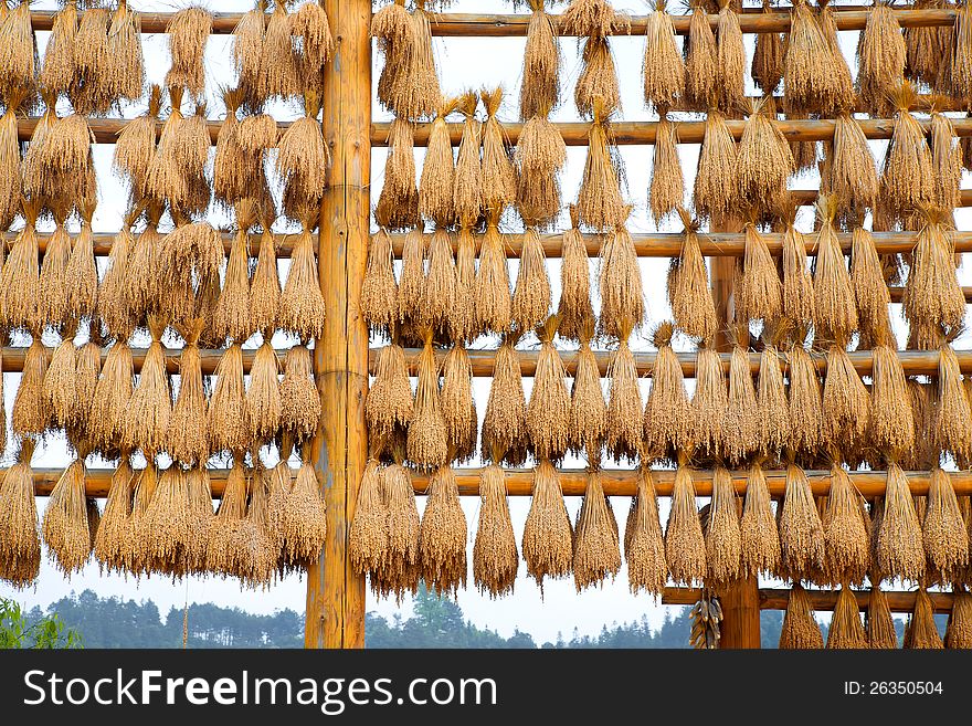 Ears of rice on bamboo frame