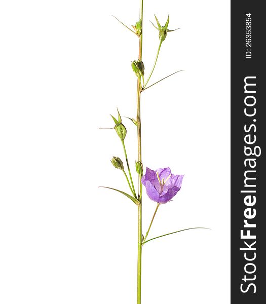 Bluebell isolated on white. Campanula