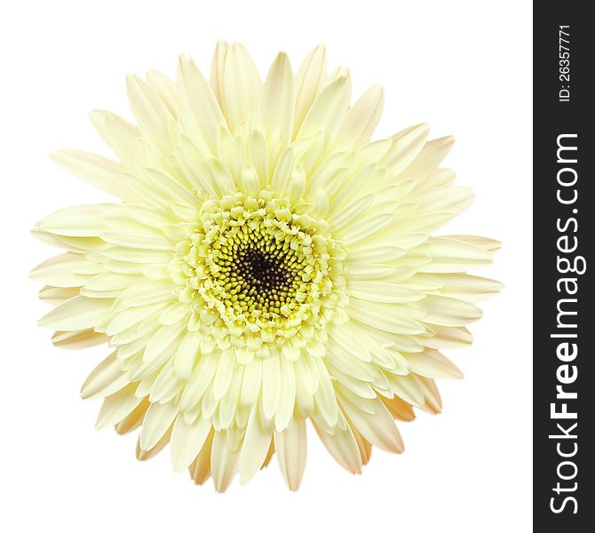 Gerbera flower on white background, clipping path