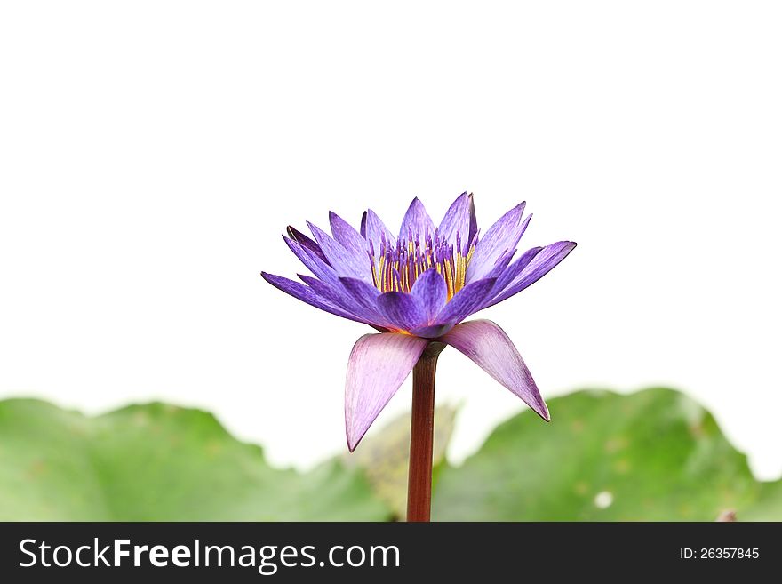 Purple Lotus flower on white background